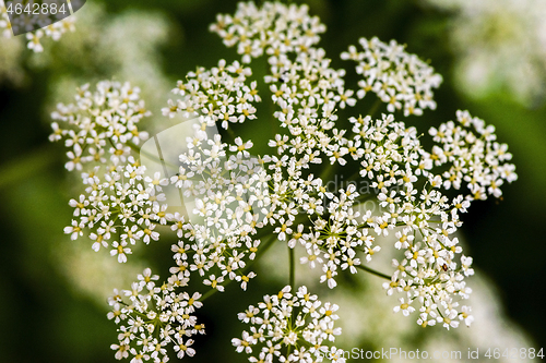 Image of White blossom on green background