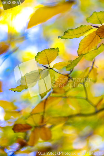 Image of Beech leaves in autumn