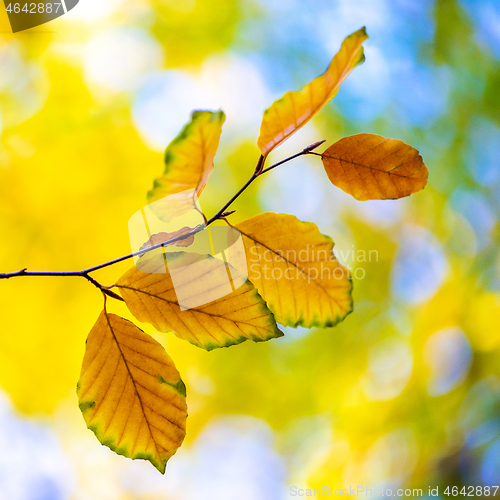 Image of Beech leaves in autumn