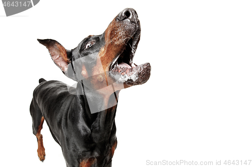 Image of Doberman Dog Isolated on White Background in studio