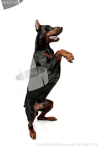 Image of Doberman Dog Isolated on White Background in studio