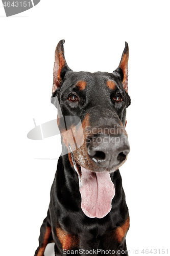 Image of Doberman Dog Isolated on White Background in studio