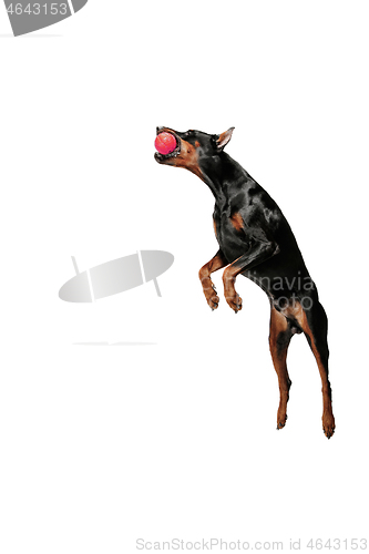 Image of Doberman Dog Isolated on White Background in studio