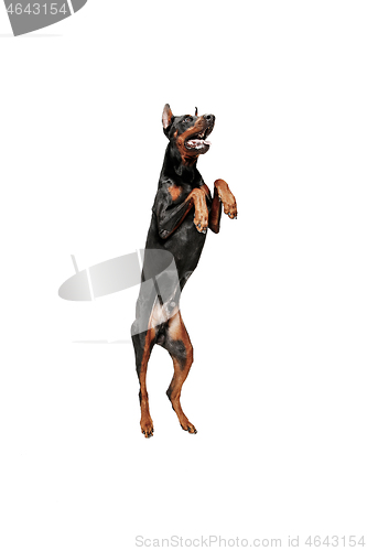 Image of Doberman Dog Isolated on White Background in studio