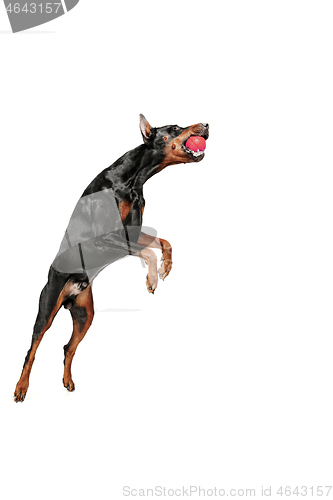 Image of Doberman Dog Isolated on White Background in studio