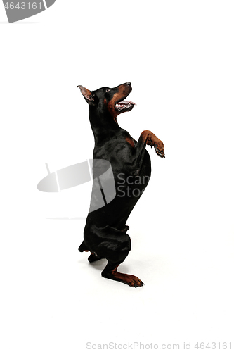 Image of Doberman Dog Isolated on White Background in studio