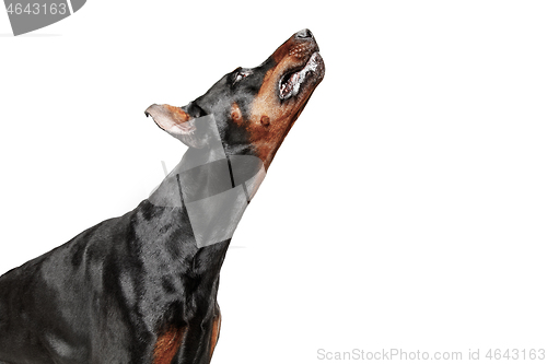 Image of Doberman Dog Isolated on White Background in studio