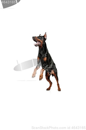 Image of Doberman Dog Isolated on White Background in studio