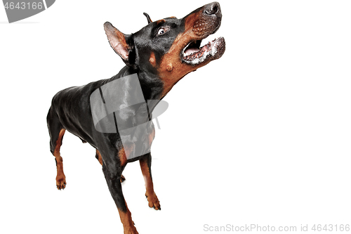 Image of Doberman Dog Isolated on White Background in studio