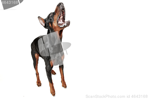 Image of Doberman Dog Isolated on White Background in studio