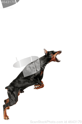 Image of Doberman Dog Isolated on White Background in studio