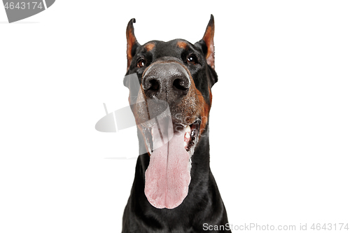 Image of Doberman Dog Isolated on White Background in studio