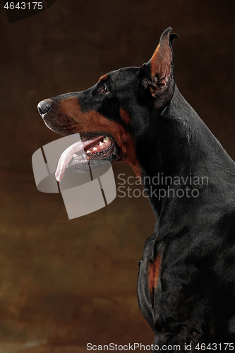 Image of Doberman Pinscher, emotional dog on studio background