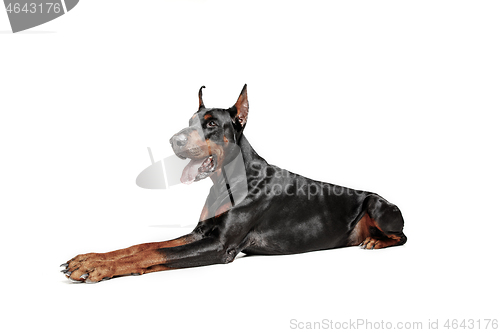 Image of Doberman Dog Isolated on White Background in studio