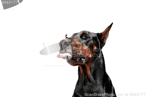 Image of Doberman Dog Isolated on White Background in studio