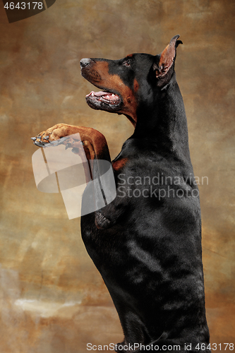 Image of Doberman Pinscher, emotional dog on studio background