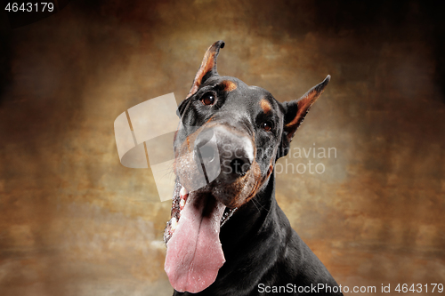 Image of Doberman Pinscher, emotional dog on studio background