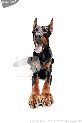 Image of Doberman Dog Isolated on White Background in studio