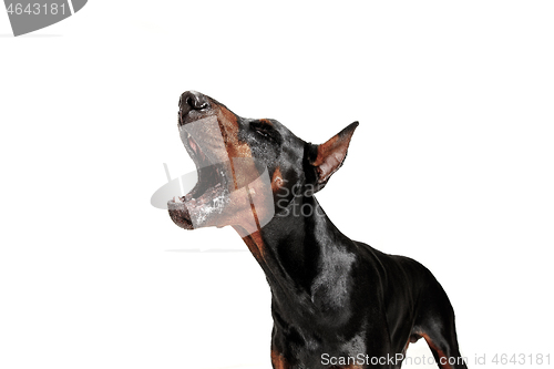 Image of Doberman Dog Isolated on White Background in studio