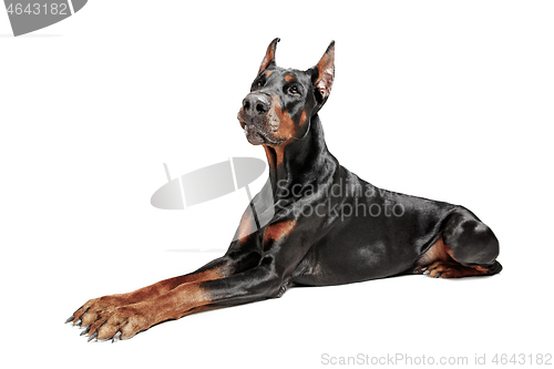 Image of Doberman Dog Isolated on White Background in studio