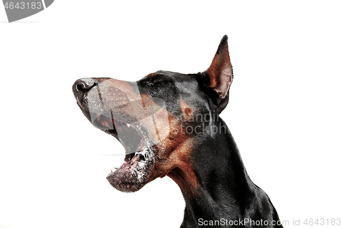 Image of Doberman Dog Isolated on White Background in studio