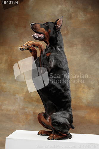 Image of Doberman Pinscher, emotional dog on studio background