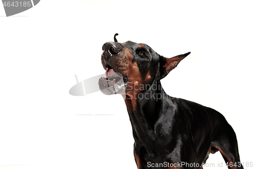 Image of Doberman Dog Isolated on White Background in studio