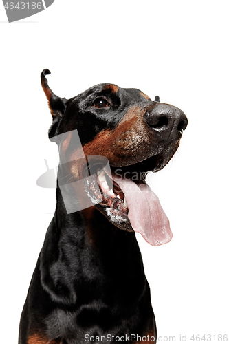 Image of Doberman Dog Isolated on White Background in studio