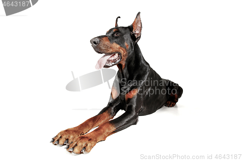 Image of Doberman Dog Isolated on White Background in studio