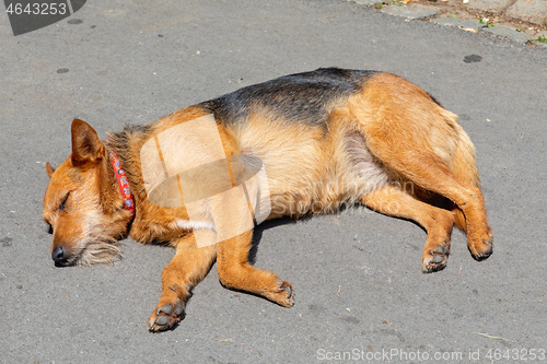 Image of Sunbathing Dog