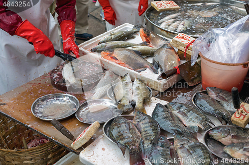 Image of Cleaning Fish