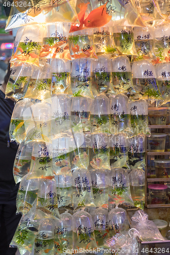 Image of Fish Species in Bags