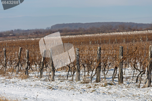 Image of Vineyard at Winter