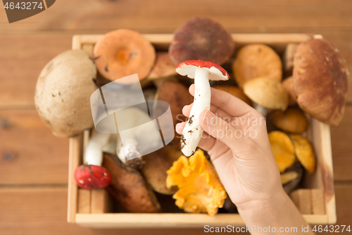 Image of hand holding russule over box of edible mushrooms