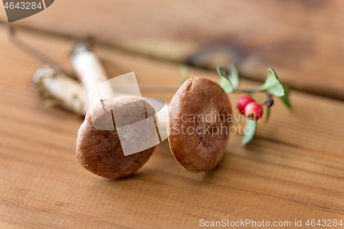 Image of lactarius rufus mushrooms and cowberry on wood