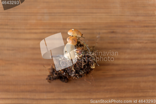 Image of variegated bolete on wooden background