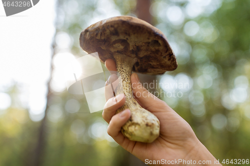 Image of close up of female hand with mushroom in forest