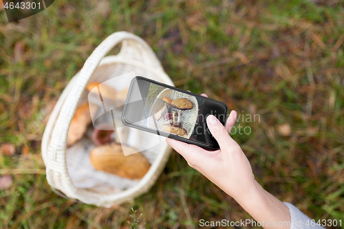 Image of close up of woman photographing mushrooms