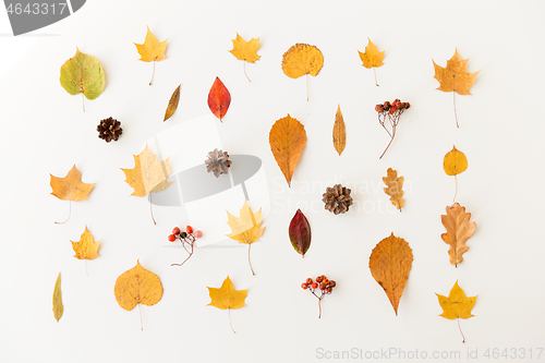 Image of dry autumn leaves, rowanberries and pine cones