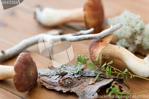 Image of boletus mushrooms, moss, branch and bark on wood