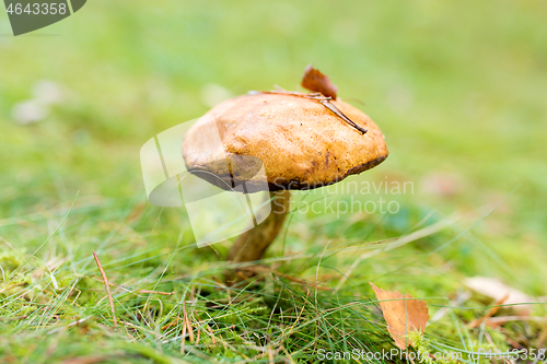 Image of brown cap boletus mushroom in autumn forest