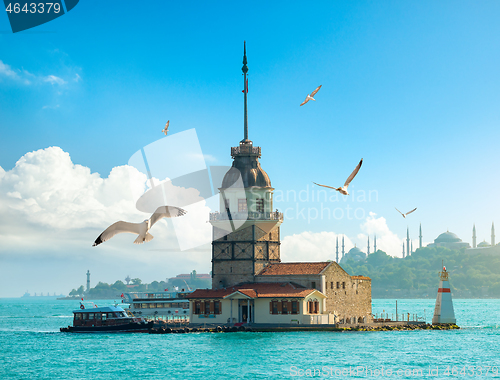 Image of Seagulls near Maiden Tower