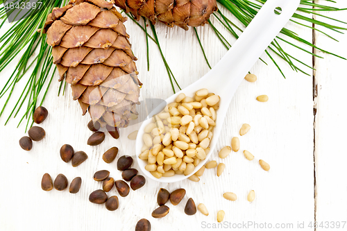 Image of Cedar nuts peeled in spoon on light board top