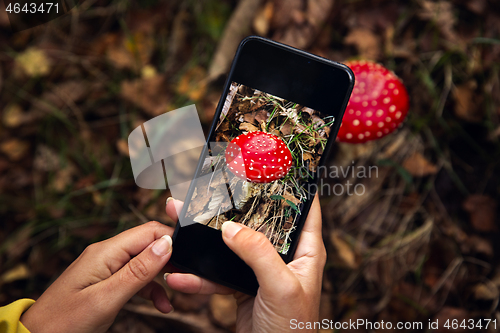 Image of Mushroom identification