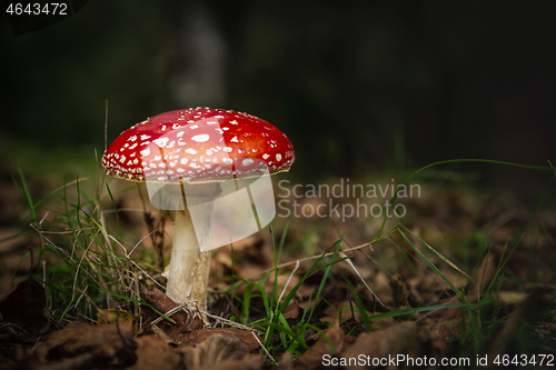 Image of Amanita mushroom