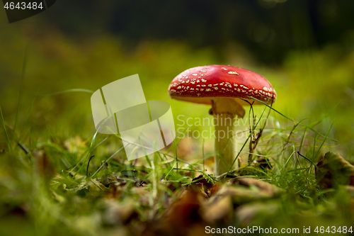 Image of Amanita mushroom