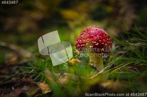 Image of Amanita mushroom