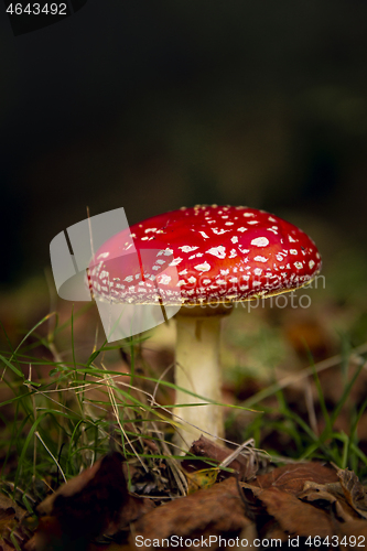 Image of Amanita mushroom