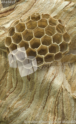 Image of Hornet Nest Hive Background