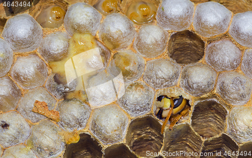 Image of Hatching European Hornet